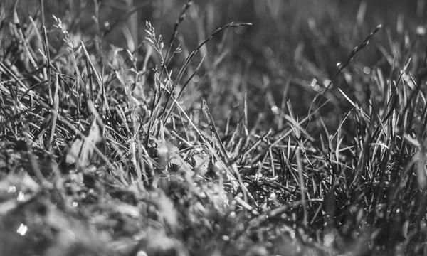 深度关注：OpenAI免费向10万名学术研究人员开放ChatGPT